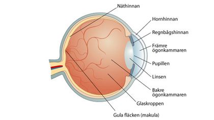 ögonsjukdomar ögats anatomi